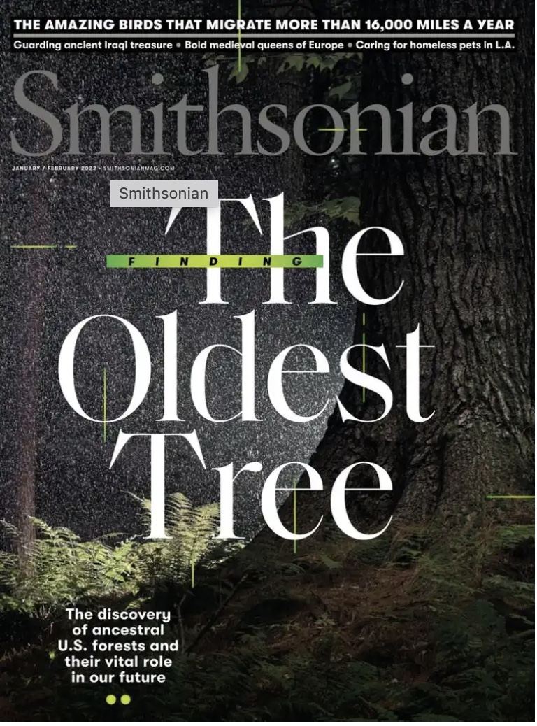 Newly published in Smithsonian mag–Hudsonian Godwits article–Jan/Feb 2022 issue