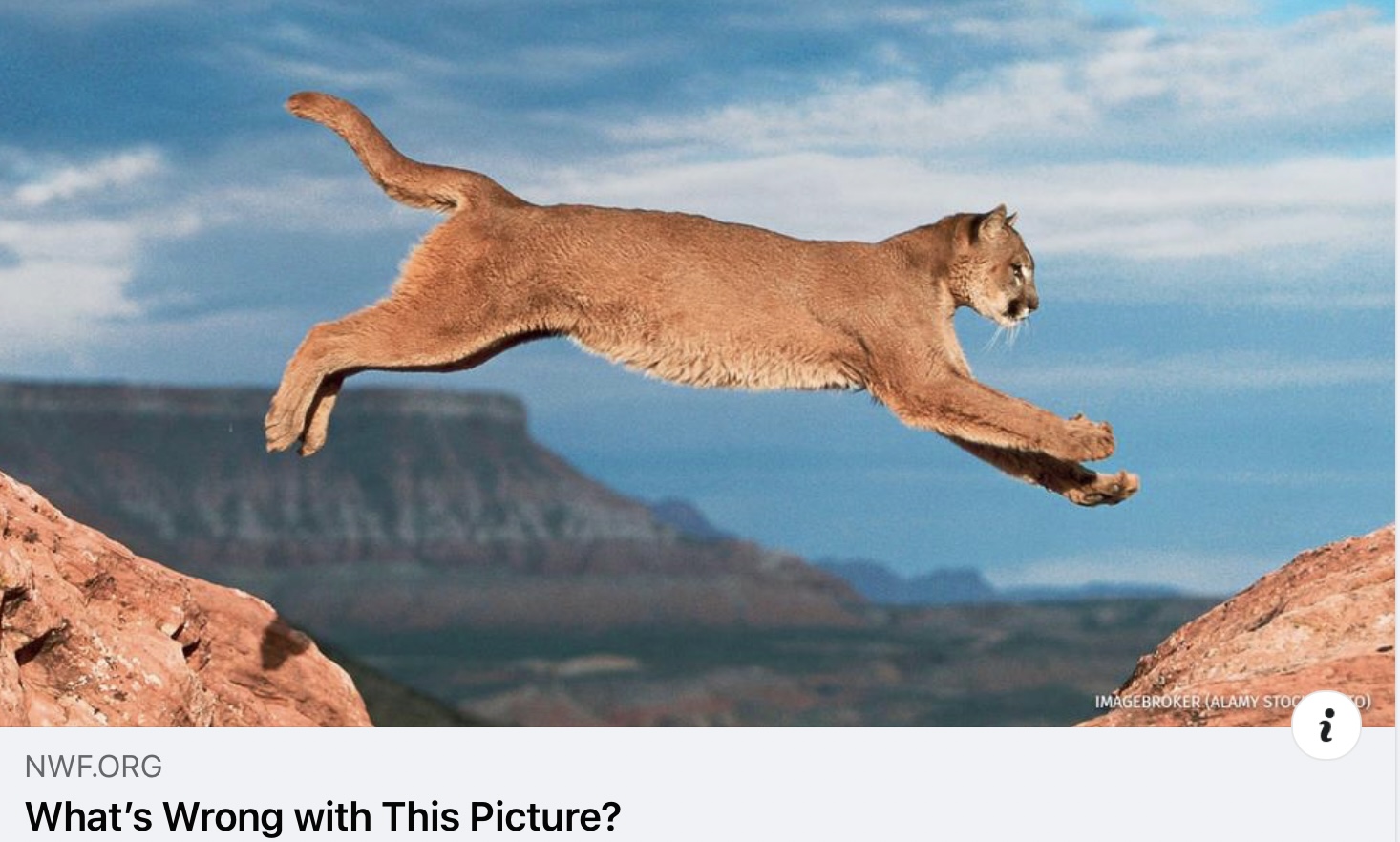 “What’s Wrong with This Picture?” by Melissa Groo, published in National Wildlife magazine