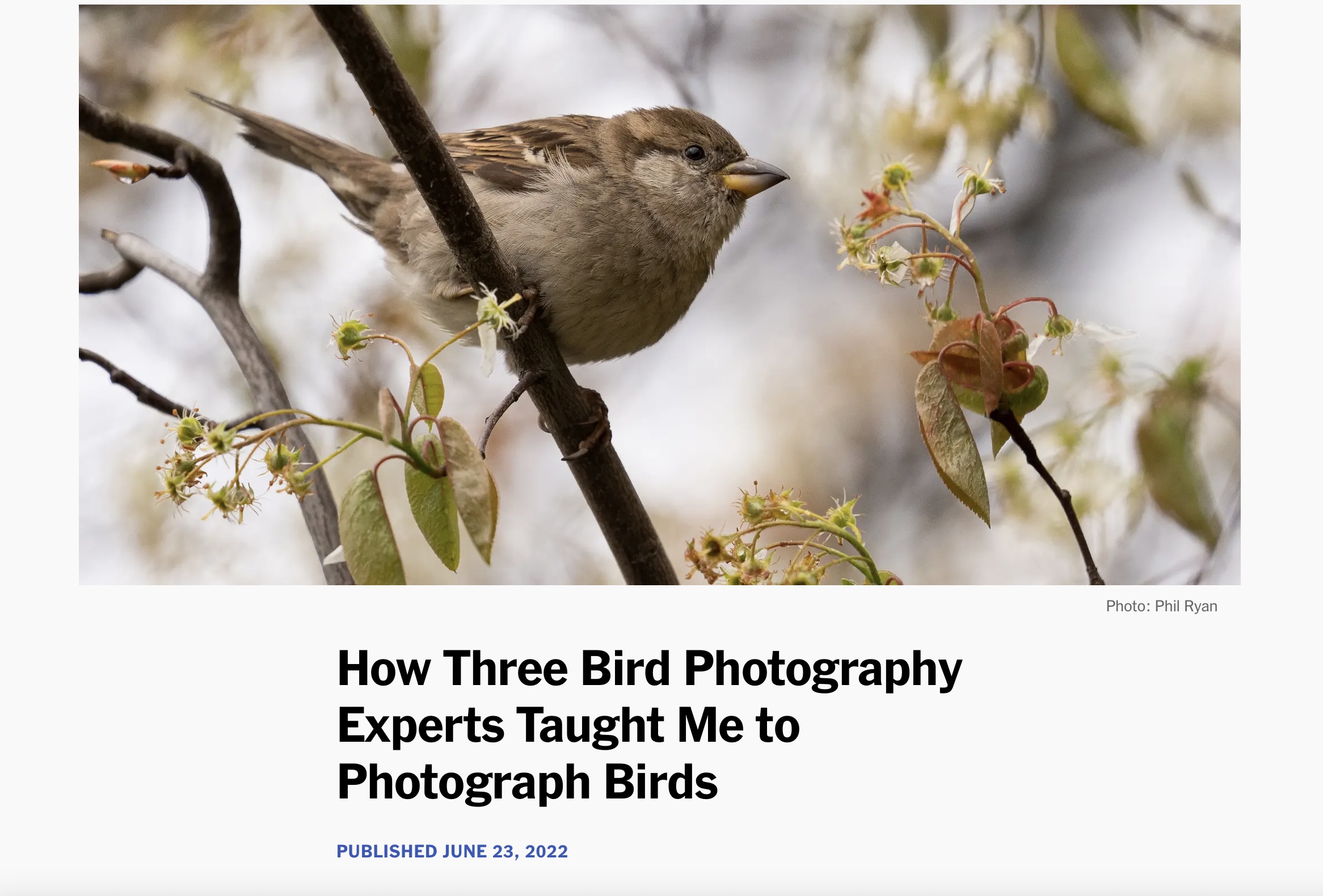 Melissa interviewed for New York Times article on bird photography