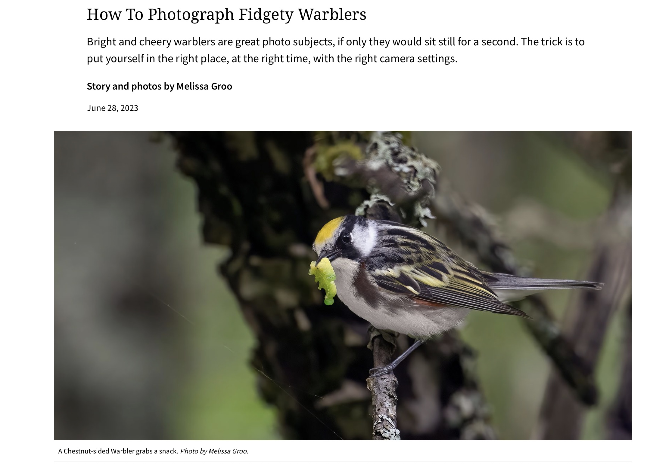 How To Photograph Fidgety Warblers, Living Bird article online