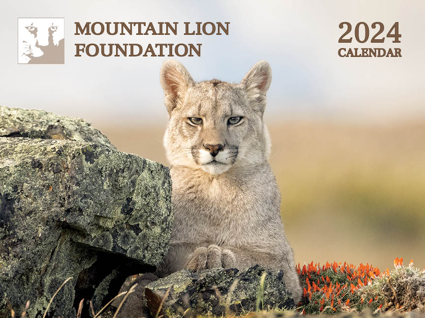 Melissa’s Puma Photo on Cover of 2024 Mountain Lion Foundation Calendar