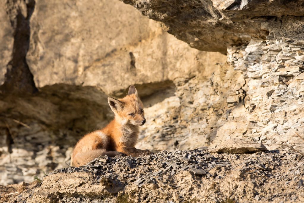 Cliff-dwelling Red Fox Kit, Lansing, New York (Red Foxes) – Melissa Groo