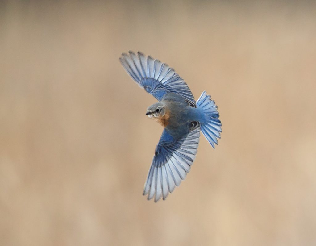 Bluebird in Flight (Bluebirds) – Melissa Groo