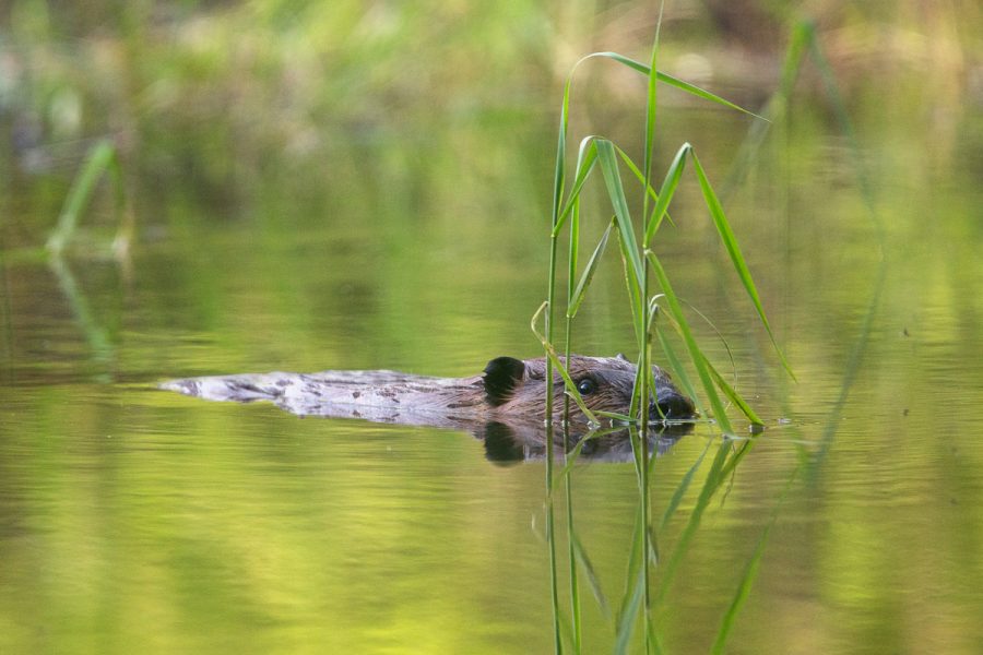 Beaver in Shindagin, New York (Beavers) – Melissa Groo