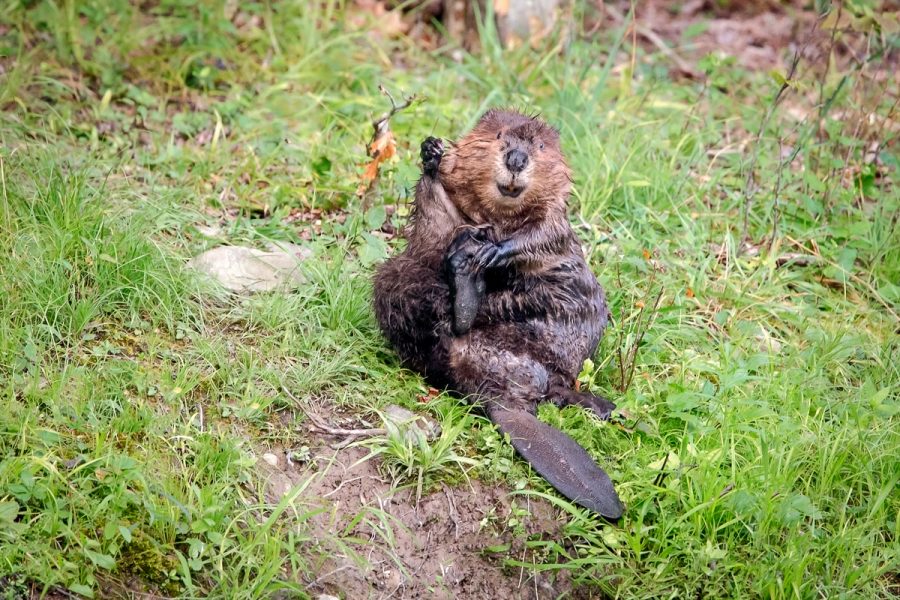 Beaver Grooming 2, New York (Beavers) – Melissa Groo