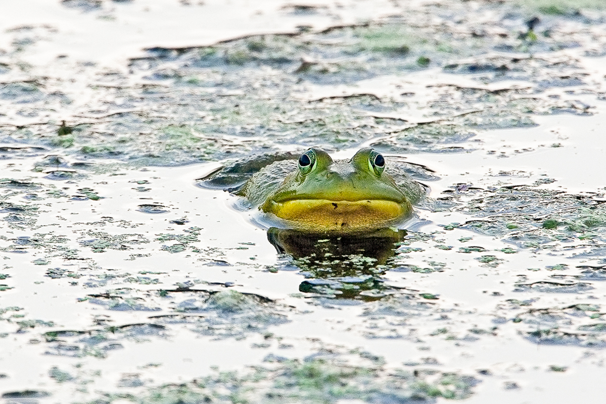 Bullfrog 1, New York (Bullfrogs) Melissa Groo