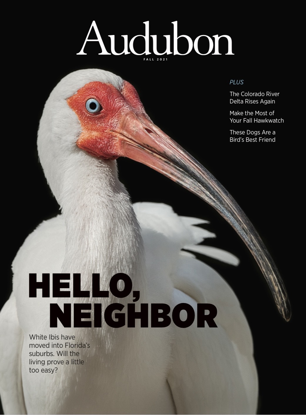 Cover of Audubon magazine’s Fall issue!