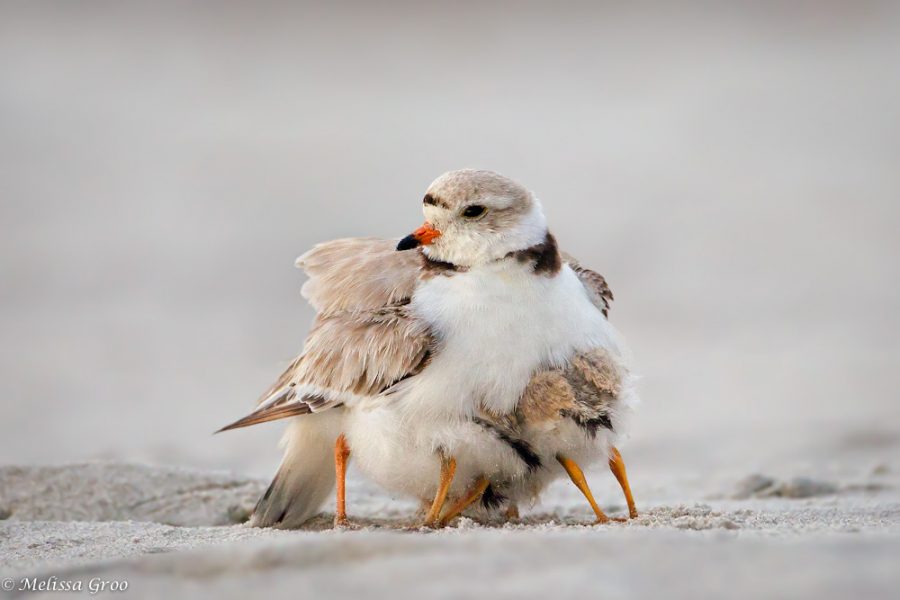 Piping Plover Parent Brooding2 Ipswich Massachusetts (Piping