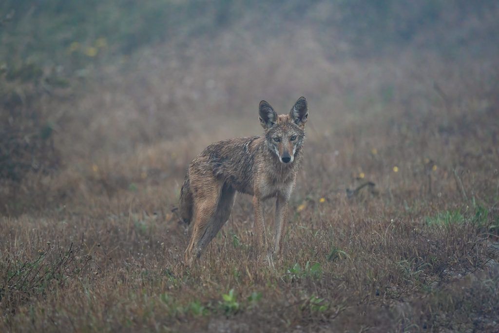 Coyote in the Mist, Point Reyes, California (Coyotes) – Melissa Groo