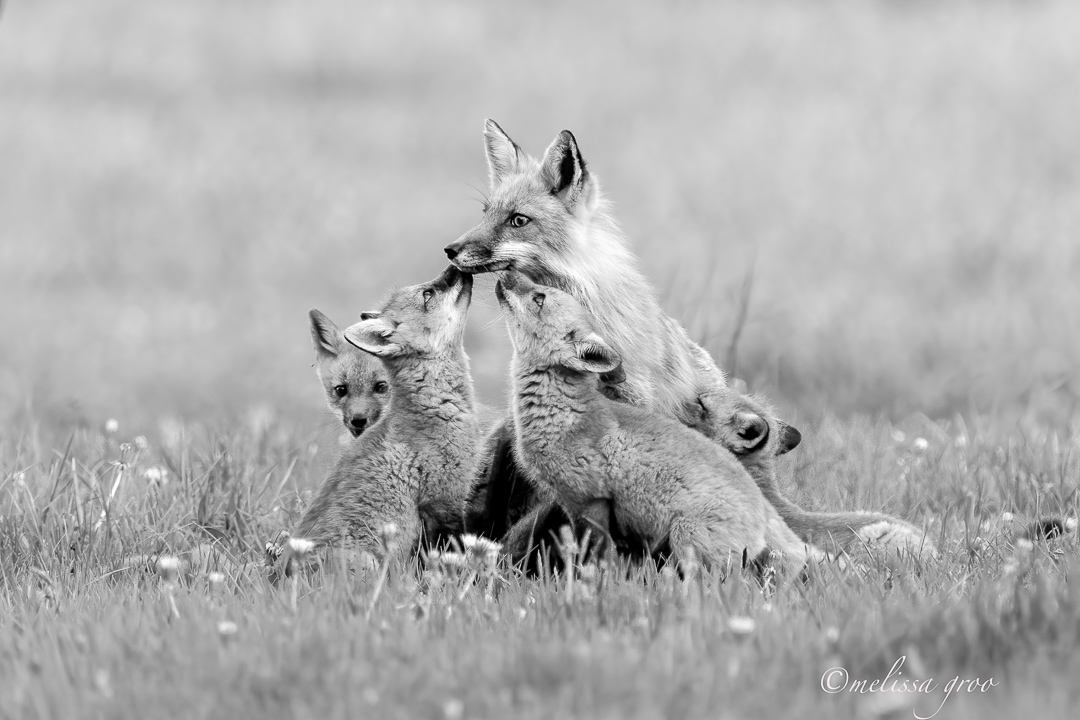 Red Fox mama with her kits, Danby, New York (Red Foxes) – Melissa Groo