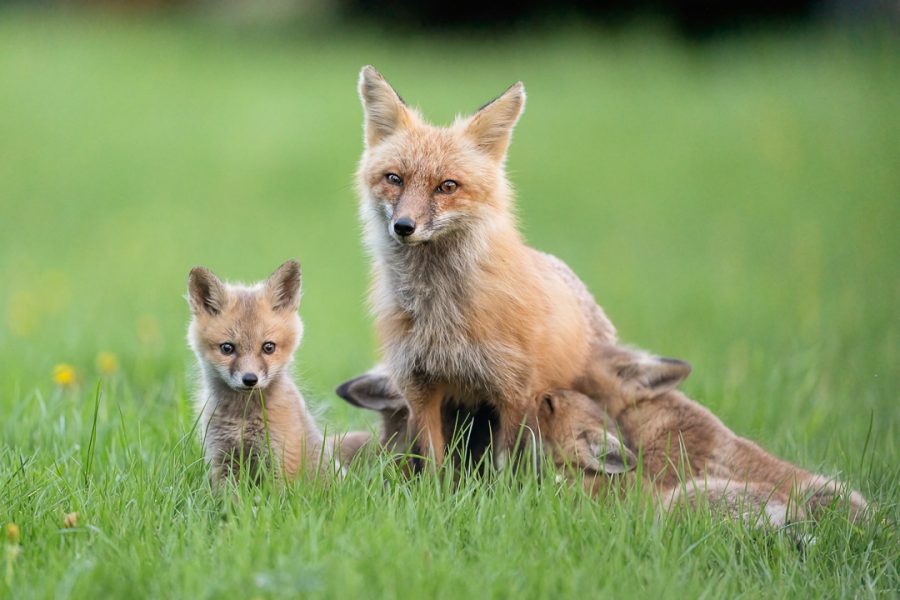 Red Fox Family in Danby (Red Foxes) – Melissa Groo