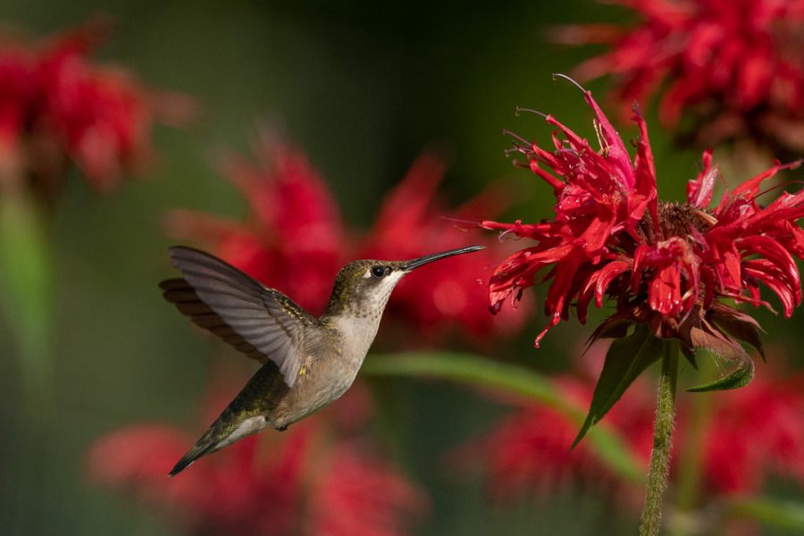 Ruby-throated Hummingbird Archives - Window To Wildlife - Photography By Jim Edlhuber