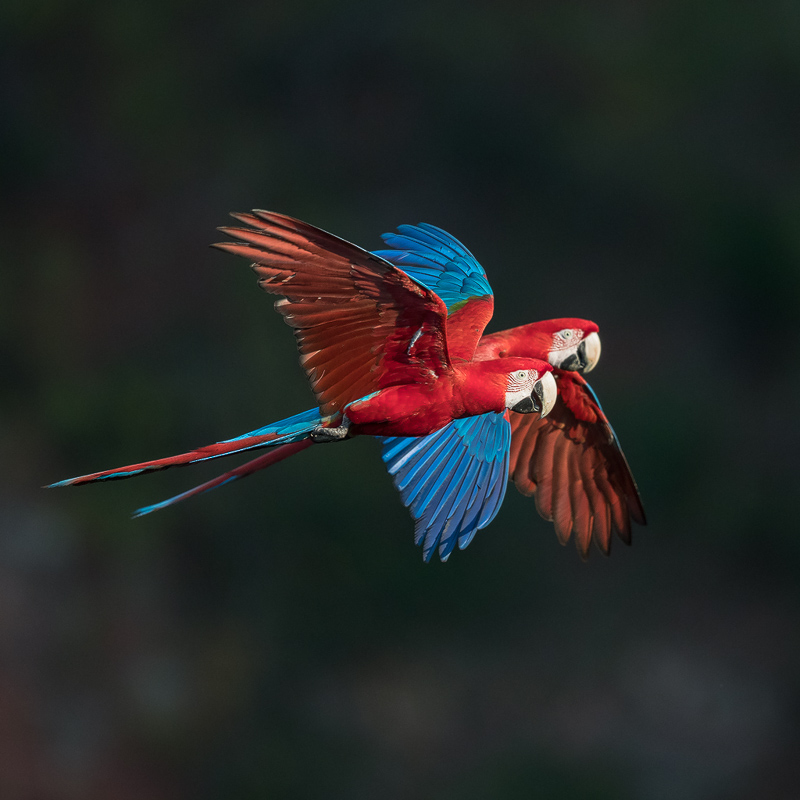 Green Macaw Flying Great Green Macaw EBird Green Macaw Flying Great Green Macaw EBird