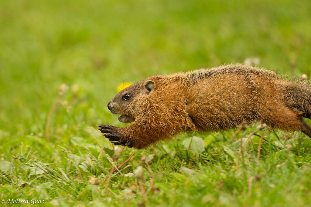 Young Woodchuck, New York Melissa Groo