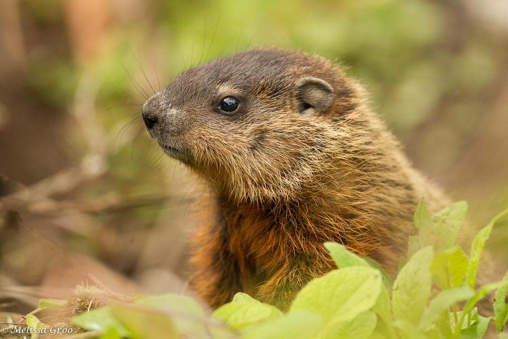 Portrait of a Young Woodchuck, New York Melissa Groo
