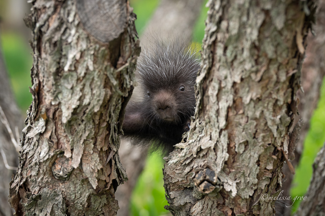 Onemonthold Porcupette in Rehab 2, Candor, New York (Porcupines