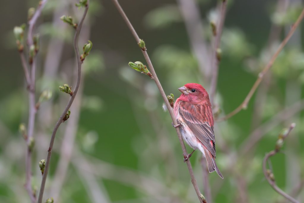 Purple Finch in Spring, Caroline, NY (Purple Finches) – Melissa Groo