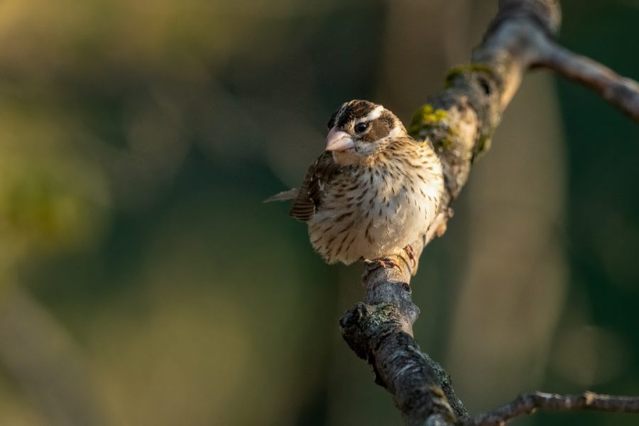 Side Lit Female Rose Breasted Grosbeak Caroline NY Rose Breasted FemaleRBGRsidelit 900x600