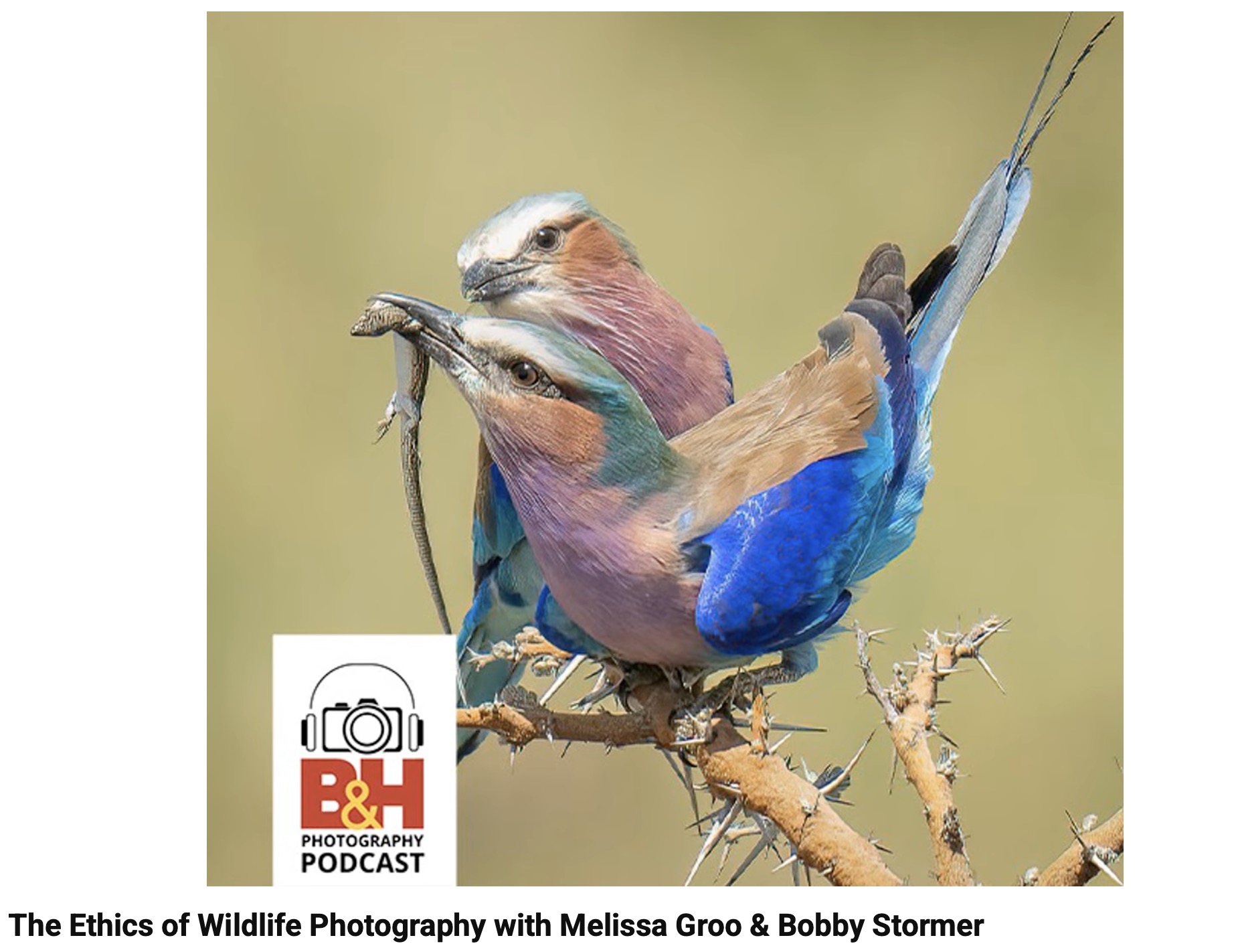 B&H Photo-Photographing Birds In Flight With Melissa Groo