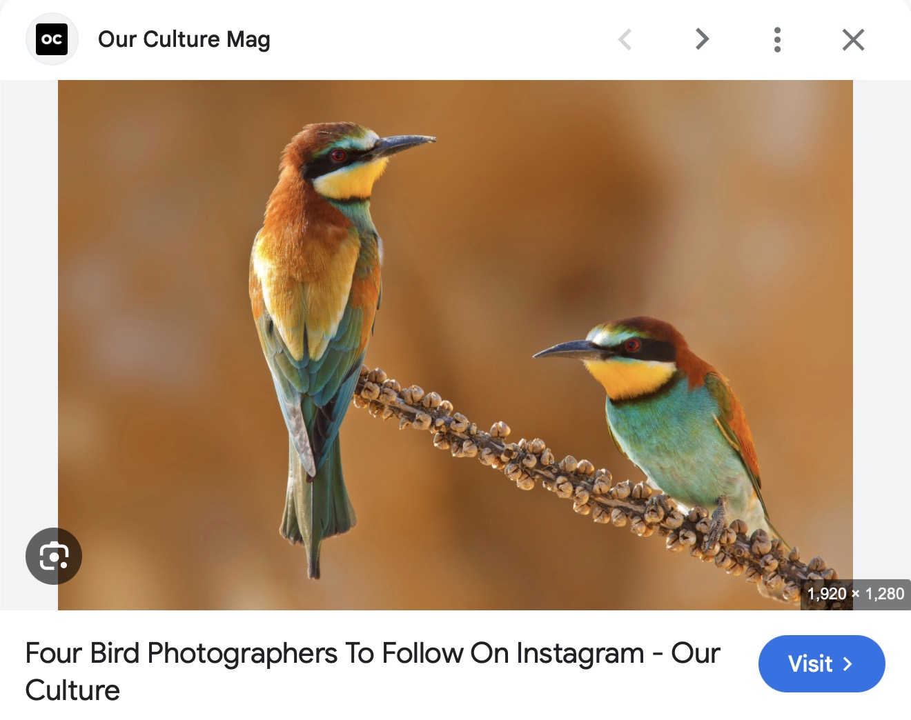 Four Bird Photographers To Follow On Instagram