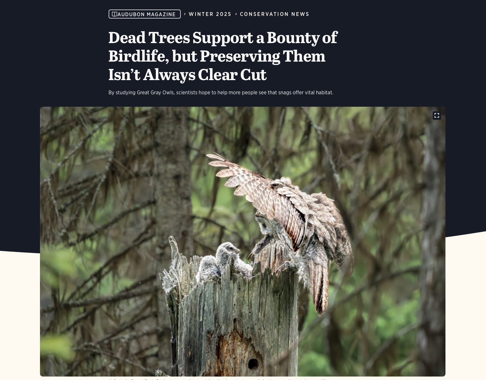 Dead Trees Support a Bounty of Birdlife, but Preserving Them Isn’t Always Clear Cut